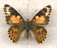 Vanessa cardui aberant (Internet Image property of respective owner, non-commercial use only)